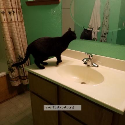 Photo 1/1 Luna Chat perdu à Stevenson