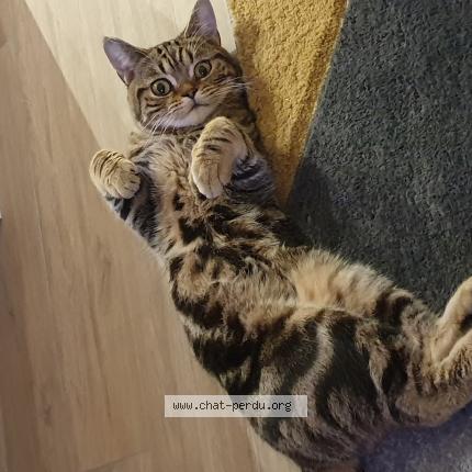 Papyrus Chat Perdu Et Retrouve A Nice Chat Perdu France Papyrus Chat Perdu Et Retrouve A Nice Chat Perdu France