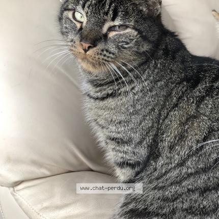 Titou Chat Perdu A Saint Quay Portrieux Chat Perdu France