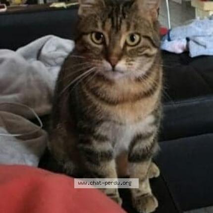 Orane Chat Perdu Et Retrouve A Robion Chat Perdu France Orane Chat Perdu Et Retrouve A Robion Chat Perdu France