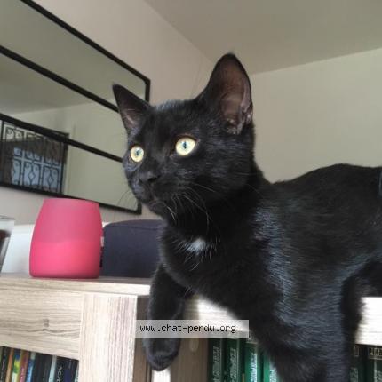 Photo 1/1 Neko Chat perdu à Caluire et cuire