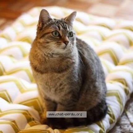 Photo 1/1 Nana Chat perdu à Cleguer