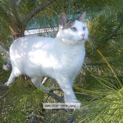 Photo 1/1 Filou Chat perdu à Allauch