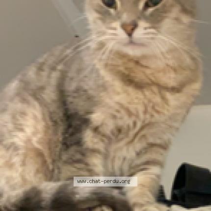 Photo 1/1 Cimba Chat perdu à Poussan