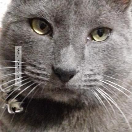 5177 Kikou Chat Perdu A Bordeaux Chat Perdu France 5177 Kikou Chat Perdu A Bordeaux Chat Perdu France