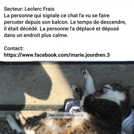Chat Trouve A Voir Annonce Chat Perdu France Chat Trouve A Voir Annonce Chat Perdu France