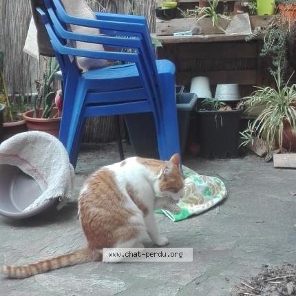 Rouquin Chat Perdu A Marseille Chat Perdu France