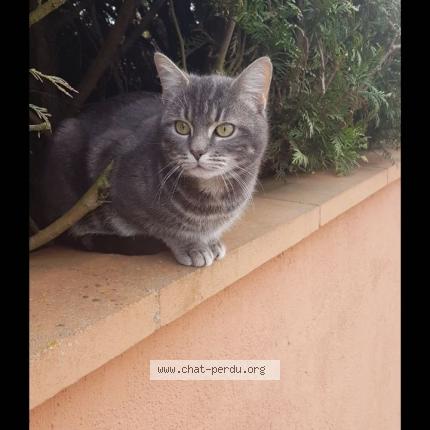 Paco Chat Perdu Et Retrouve A Champhol Chat Perdu France