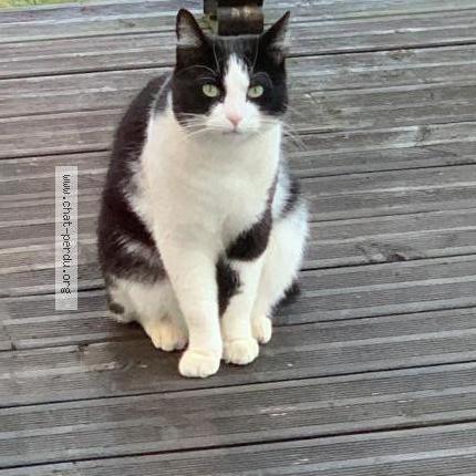 Simba Chat Perdu Et Retrouve A Longwy Chat Perdu France Simba Chat Perdu Et Retrouve A Longwy Chat Perdu France