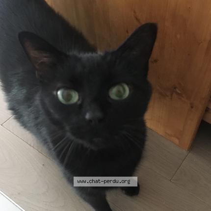 Dora Chat Perdu A Rueil Malmaison Chat Perdu France