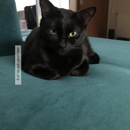 Photo 1/1 Stella Chat perdu à Biarritz