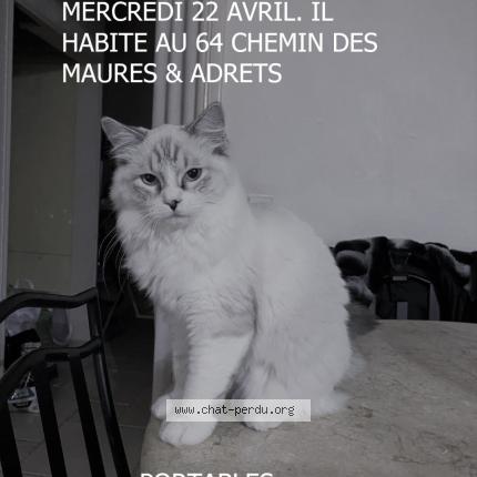 Peluche Chat Perdu A Peymeinade Chat Perdu France Peluche Chat Perdu A Peymeinade Chat Perdu France