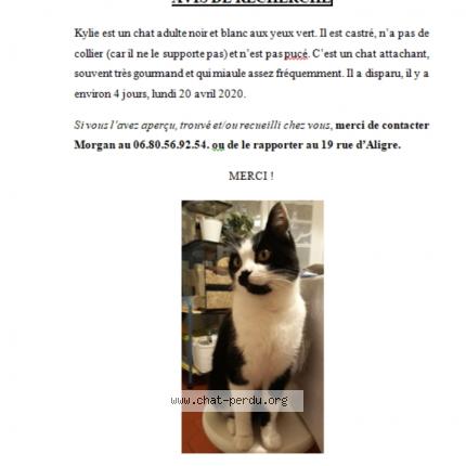 Kylie Chat Perdu A Beville Le Comte Chat Perdu France