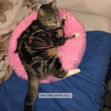 Photo 1/1 Nala Chat perdu à Pusignan