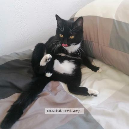 Photo de chat perdu à 34250 Palavas Les Flots