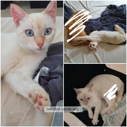 Photo 1/1 Loki Chat perdu à Riez