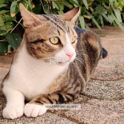 Valette Chat Perdu A Antibes Chat Perdu France