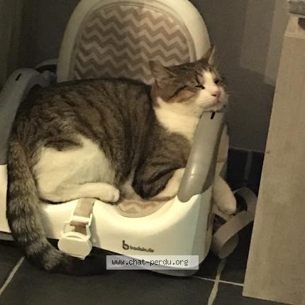 Tartine Chat Perdu Et Retrouve A Fameck Chat Perdu France