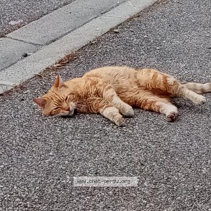 Lion Chat Perdu Et Retrouve A Le Thor Chat Perdu France