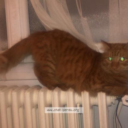 5190 Le Gros Roux Chat Perdu A Toulouse Chat Perdu France 5190 Le Gros Roux Chat Perdu A Toulouse Chat Perdu France