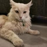 Chat Perdu Ou Trouve Beceleuf Deux Sevres 79 France Chat Perdu Ou Trouve Beceleuf Deux Sevres 79 France