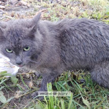 Site chat perdu Site chat perdu