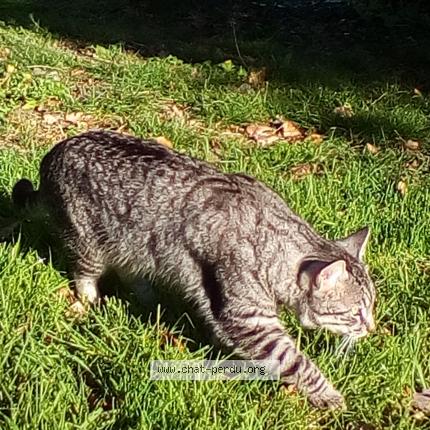 Photo 1/1 Nino Chat perdu à Aurimont