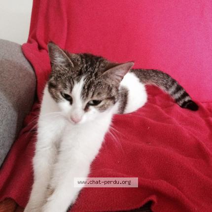 Photo 1/1 Baboonette Chat perdu à Camares