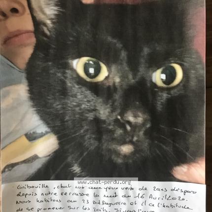 5171 Gribouille Chat Perdu A Saint Etienne Chat Perdu France