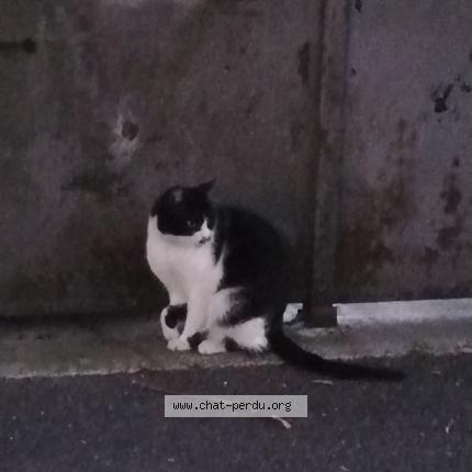 5307 Chat Trouve A Chelles Chat Perdu France