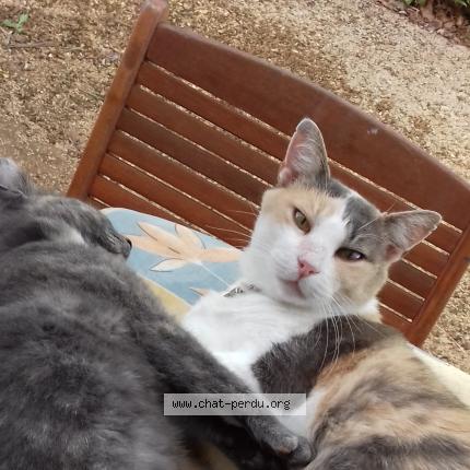 Mimine Chat Perdu A Niort Chat Perdu France Mimine Chat Perdu A Niort Chat Perdu France