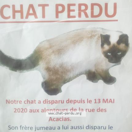 Chacha Ou Mimi Chat Perdu A Le Teilleul Chat Perdu France Chacha Ou Mimi Chat Perdu A Le Teilleul Chat Perdu France