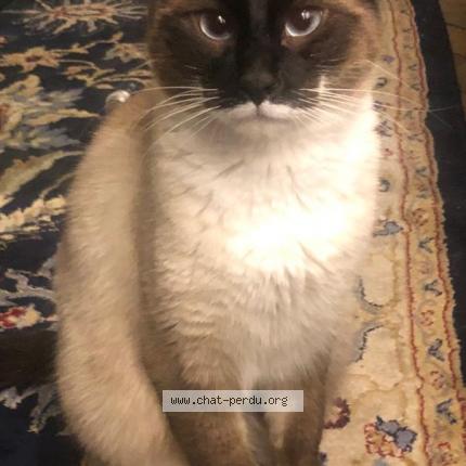 Boy Chat Perdu A Paris Chat Perdu France Boy Chat Perdu A Paris Chat Perdu France
