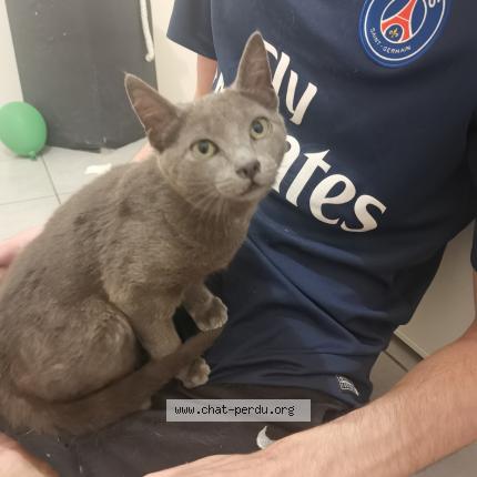 Chamallow Chat Perdu Et Retrouve A Launaguet Chat Perdu France