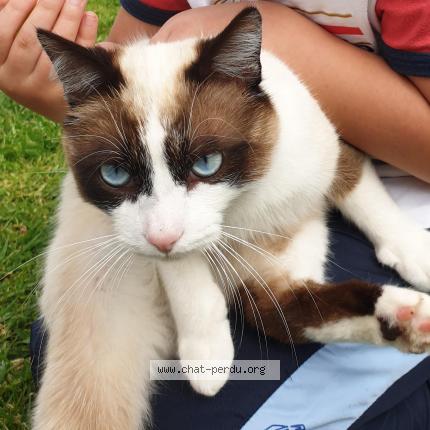 Papaye Chat Perdu A Cercoux Chat Perdu France Papaye Chat Perdu A Cercoux Chat Perdu France