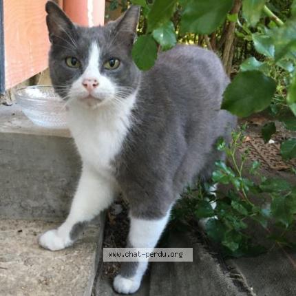 Chat Trouve A Angers Chat Perdu France