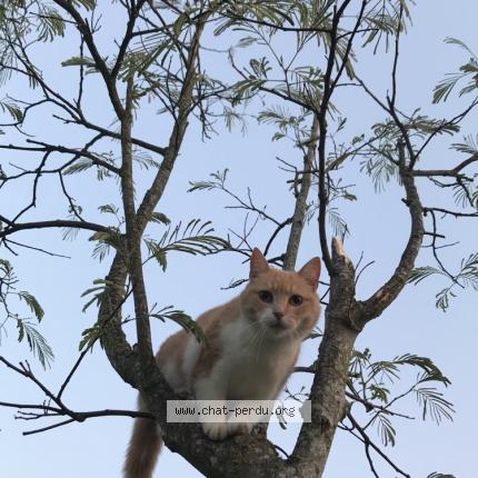 Mon Chat Chat Perdu A Villeneuve Le Comte Chat Perdu France