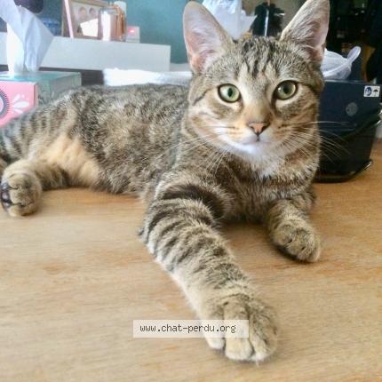 Tigrou Chat Perdu A Wattrelos Chat Perdu France