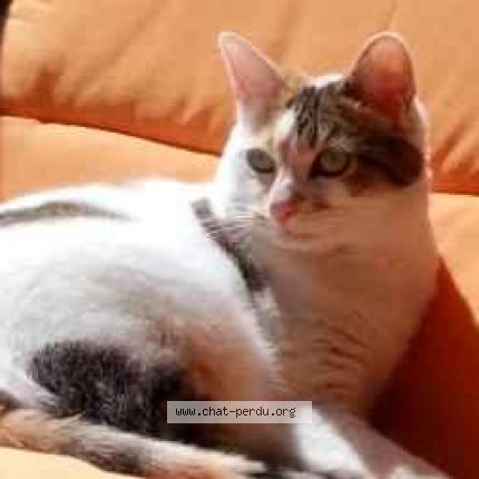 Photo 1/1 Melba Chat perdu à Malzeville