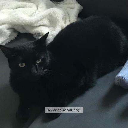 Moustache Chat Perdu A Marseille Chat Perdu France Moustache Chat Perdu A Marseille Chat Perdu France