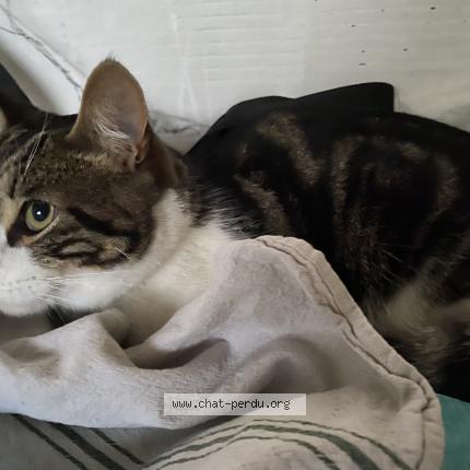 5245 Chat Trouve Et Rendu A Marseille Chat Perdu France