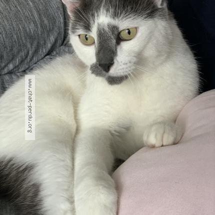 Gringo Chat Perdu Et Retrouve A Cormeilles En Parisis Chat Perdu France Gringo Chat Perdu Et Retrouve A Cormeilles En Parisis Chat Perdu France