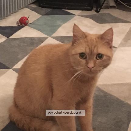 5250 Teck Chat Perdu A Angers Chat Perdu France