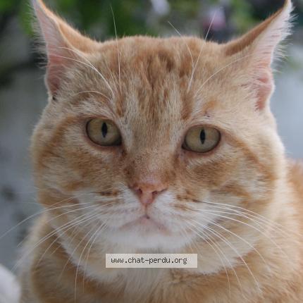 Nicat Chat Perdu A Toulouse Chat Perdu France