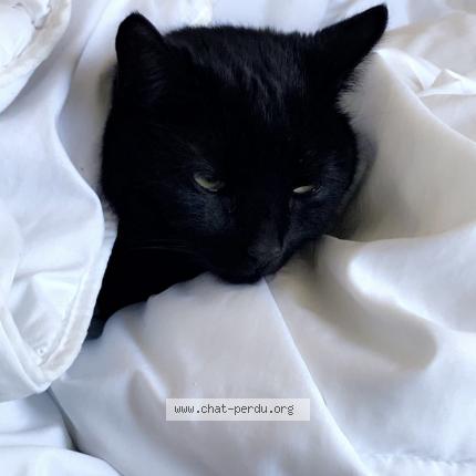 Minou Chat Perdu A Combs La Ville Chat Perdu France