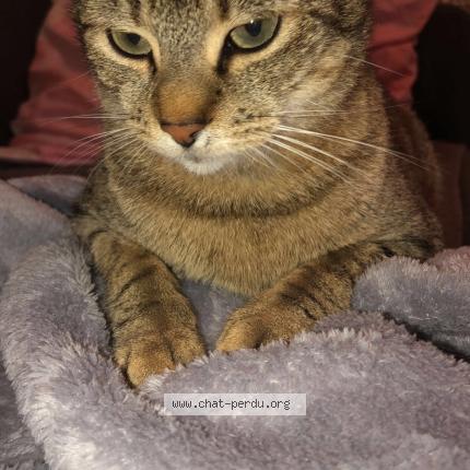 Ciboulette Chat Perdu Et Retrouve A Hayange Chat Perdu France Ciboulette Chat Perdu Et Retrouve A Hayange Chat Perdu France