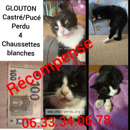 Glouton Chat Perdu A Roanne Chat Perdu France