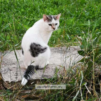 Polaire Chat Perdu A Franey Chat Perdu France Polaire Chat Perdu A Franey Chat Perdu France