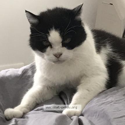 Moufette Dit Dondon Chat Perdu A Fronsac Chat Perdu France