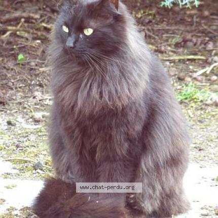 Photo 1/1 Radjah Chat perdu à Pechaudier